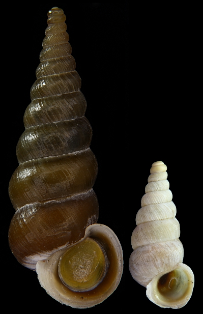 nuovo record di variabilita intraspecifica